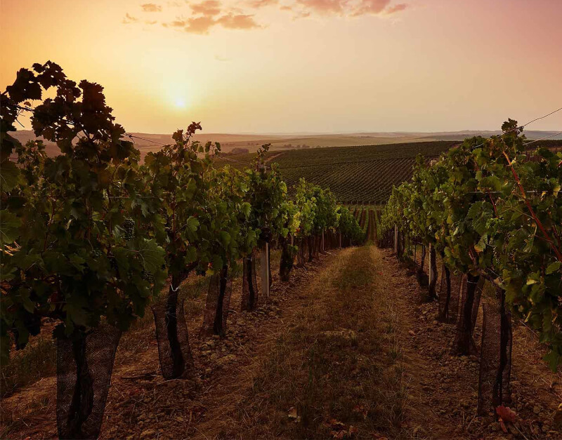 夕暮れのカンティーネ・ジェンティーリのブドウ畑 夕暮れのカンティーネ・ジェンティーリのブドウ畑