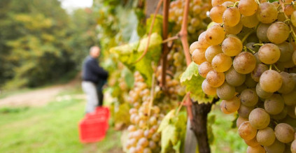 ガヴィ・ディ・ガーヴィのワインにはコルテーゼを使用