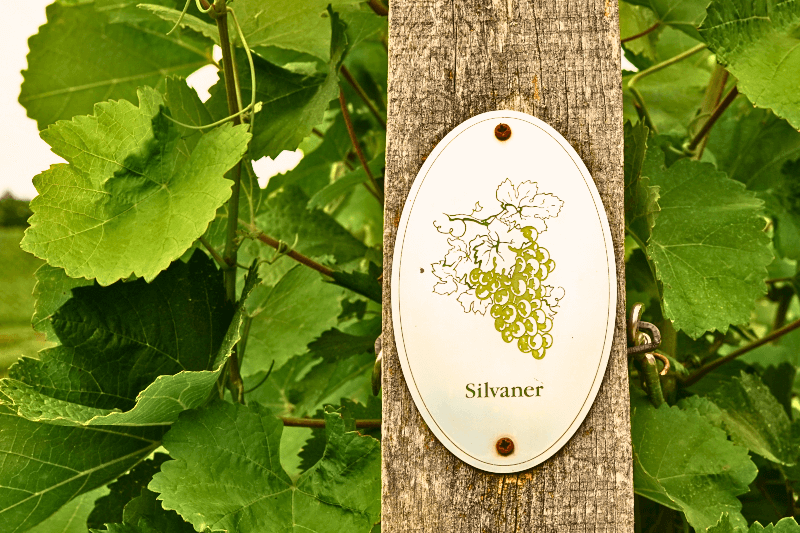 ブドウ畑のシルヴァナーの看板