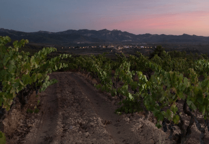 Acustic Celler のブドウ園 Acustic Celler のブドウ園