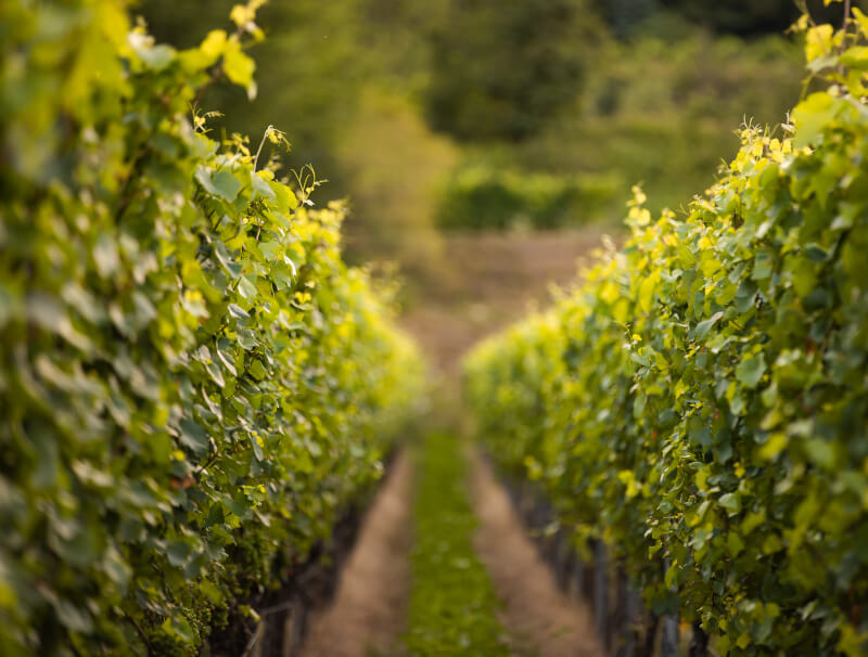 ジンマーリン・ヴィンヤード