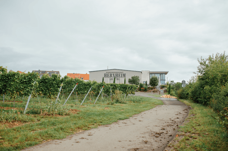 シャルフェンベルガー WG ヘルクスハイム ワインの木 シャルフェンベルガー WG ヘルクスハイム ワインの木