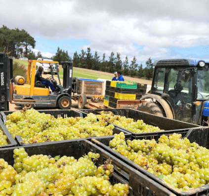 ヴェルゲレーゲンの収穫