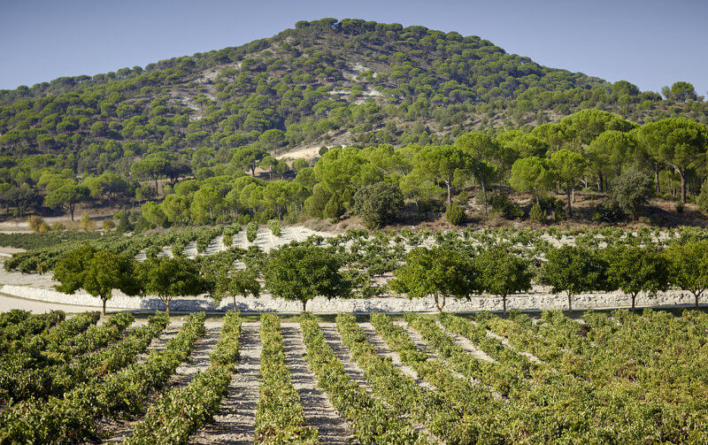 ボデガス・アリオンのブドウ畑 ボデガス・アリオンのブドウ畑