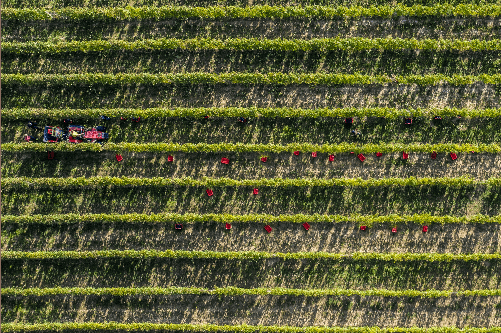 マウロ・モリノハーベスト マウロ・モリノハーベスト