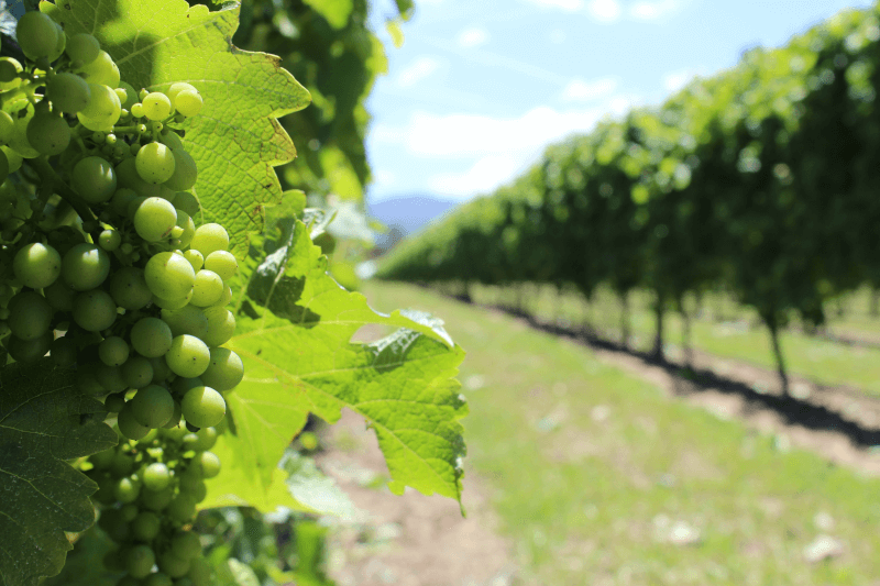 Sauvignon Blanc im Weinberg Neuseeland Sauvignon-Blanc-im-Weinberg-Neuseeland