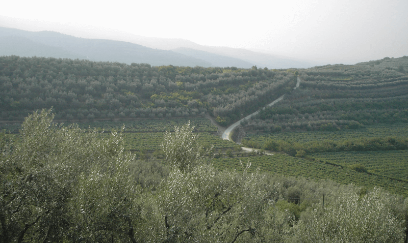 チェザリ・ヴィンヤード