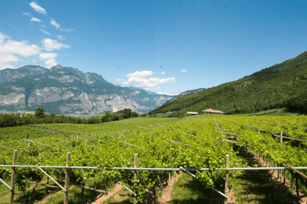 モンティ・パリディ・ラ・ヴィス・ヴィンヤード