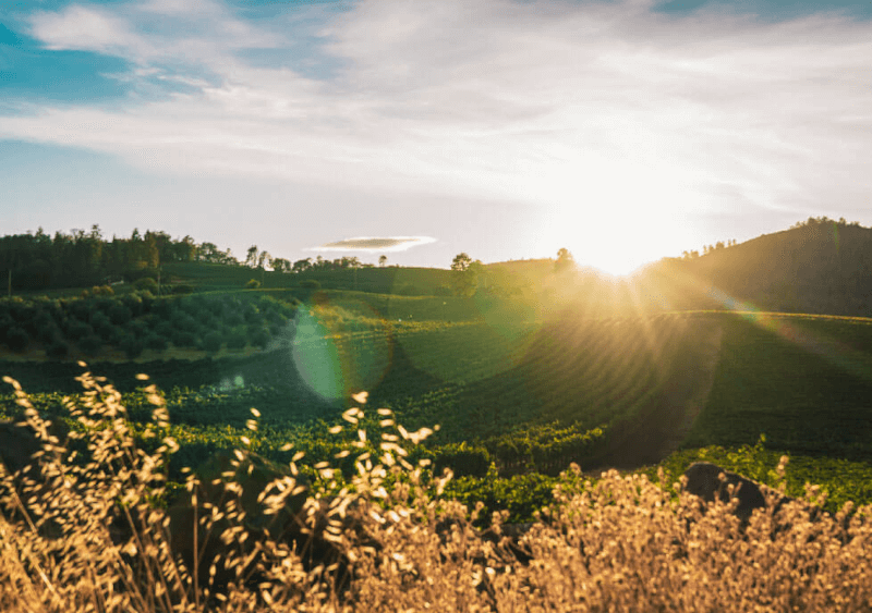 アルバ海岸のブドウ畑を望む アルバ海岸のブドウ畑を望む