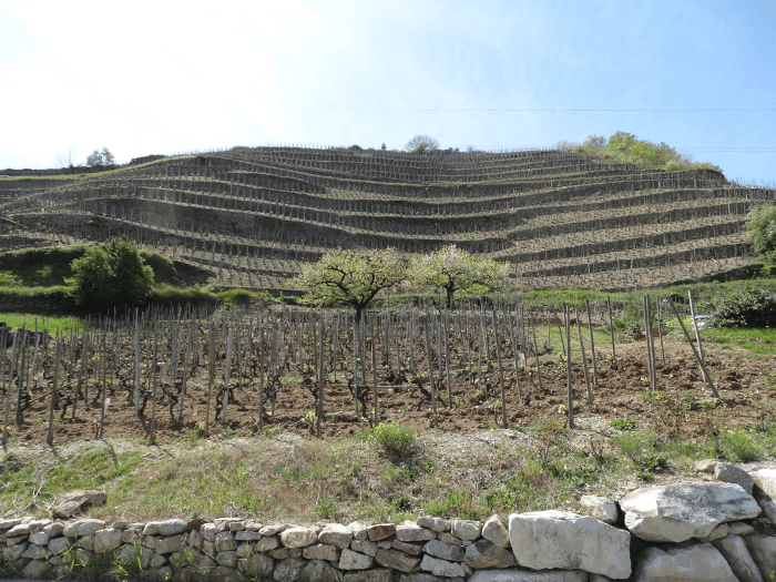 地所内のテラス