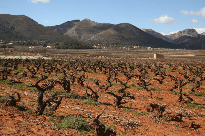 バレンシアのテラマーニャ・グルーポ・ヴィンヤード