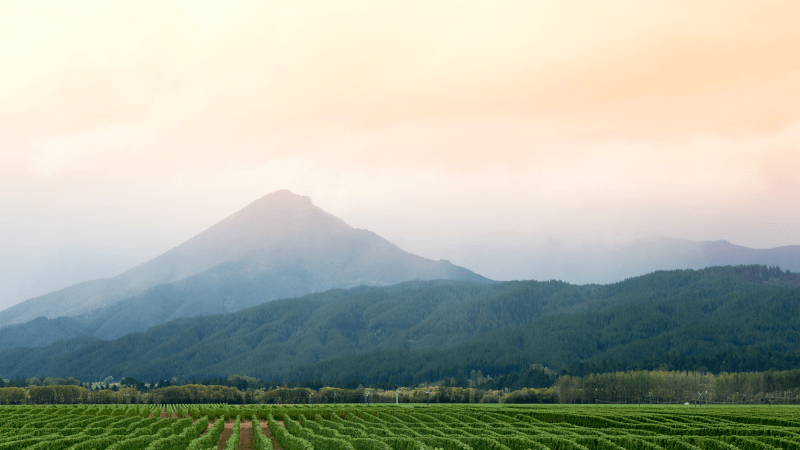 ネルソンのテロワール