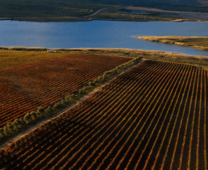 海風が吹き抜けるブドウ畑、ユーレンクラール川でも