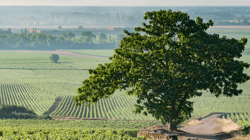 Blick über die Weinberge von Moillard Blick über die Weinberge von Moillard