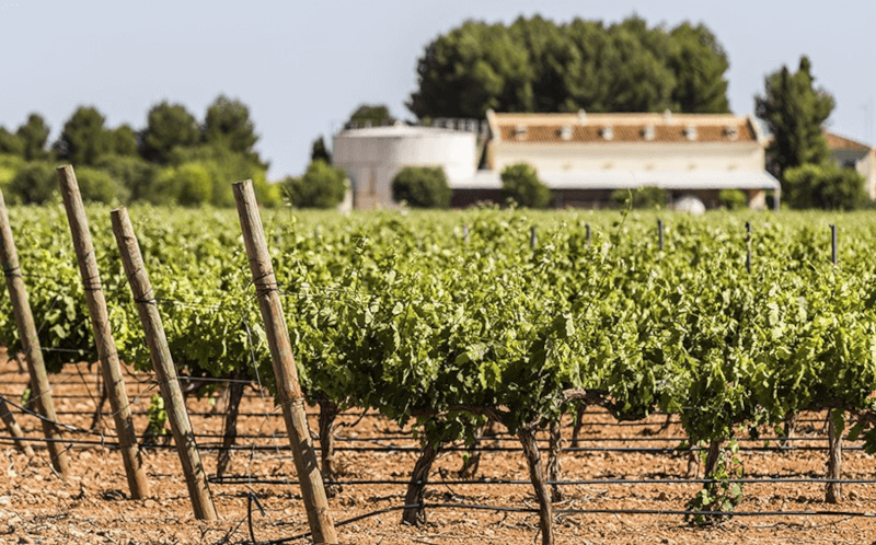 ボデガス・ロサノ・ヴィンヤード