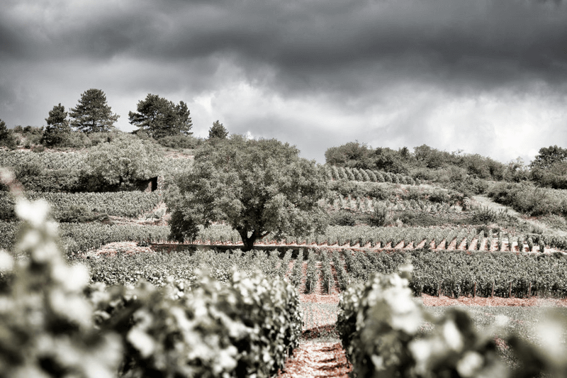 ヴァインズ ブドウの木があるブドウ畑