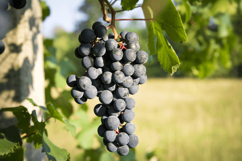 バルベーラブドウ バルベーラブドウ