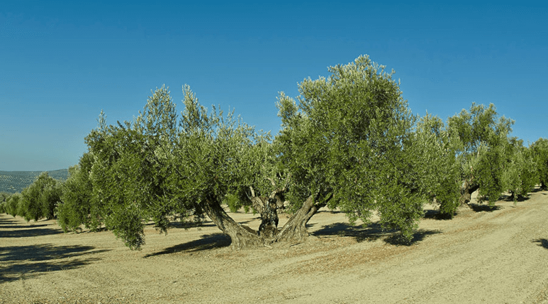 ラ・チナータ オリーブ畑