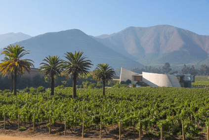 ビーニャ・エラズリス ブドウ畑