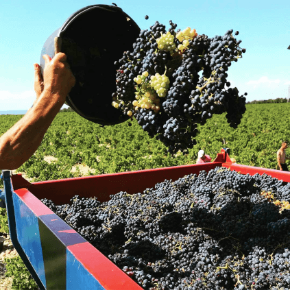 シャトー・モン・ルドンでの収穫