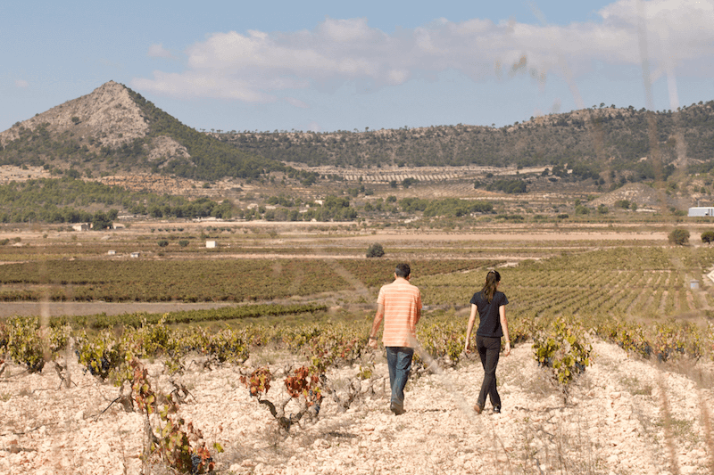 古い樹齢のブドウの木があるブドウ畑