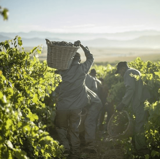 アレスフェロレンのブドウ畑での収穫
