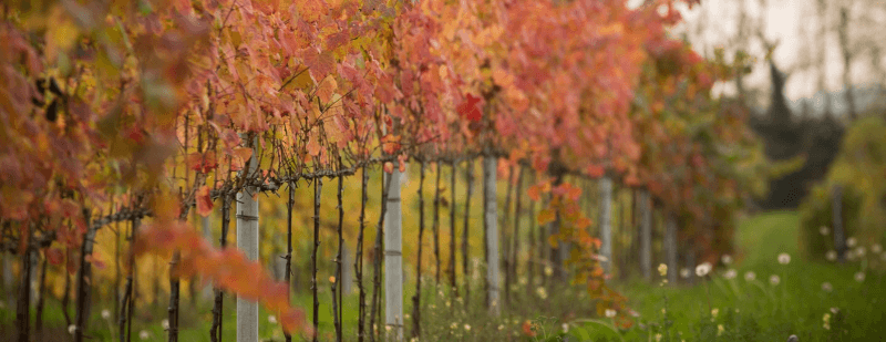 プロセッコのブドウ品種「グレラ」。 プロセッコのブドウ品種「グレラ」。