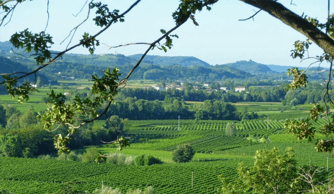 グリッロ・イオーレのブドウ畑