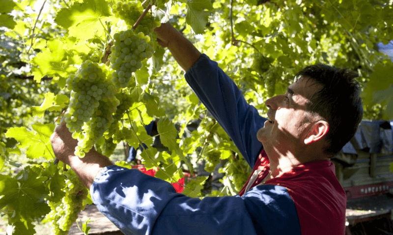 ヴィティコルトーリの収穫 ヴィティコルトーリの収穫