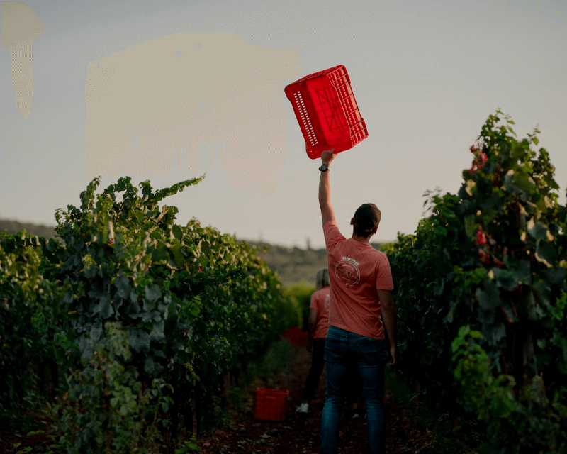 ドメーヌ・スコウラスのブドウの木