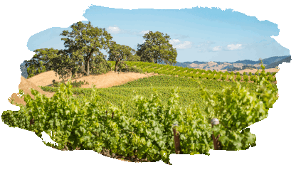 自然に繁栄する方が簡単 - Fetzer Vineyards 自然に繁栄する方が簡単 - Fetzer Vineyards