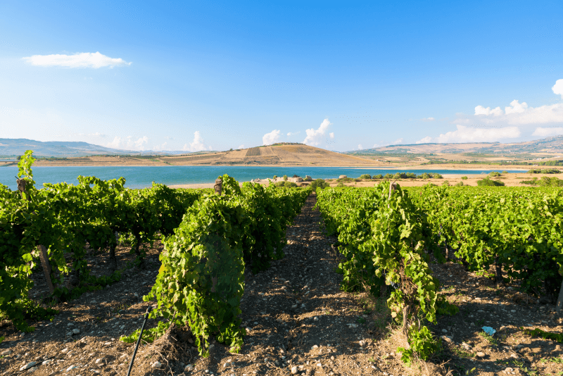 シチリアのブドウ畑