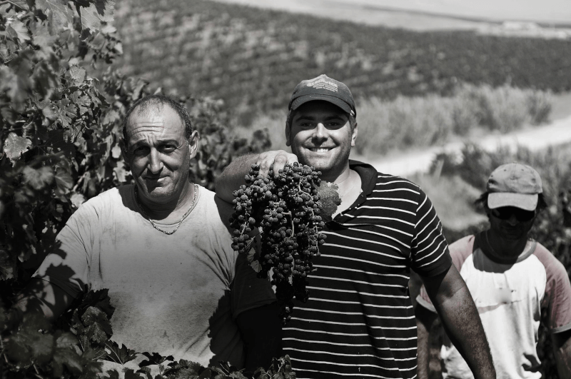 ブドウ畑での共同収穫