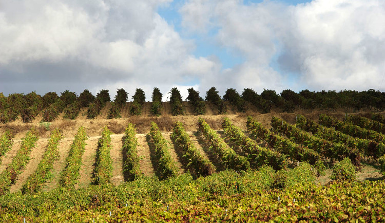 ヴィニェッティ・ザブ・ヴィンヤード ヴィニェッティ・ザブ・ヴィンヤード