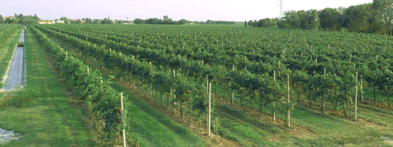 プラディオのブドウ畑 プラディオのブドウ畑