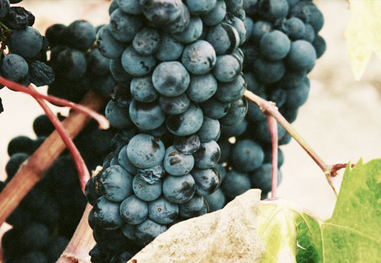 Anecoop Bodegas の完熟したブドウ