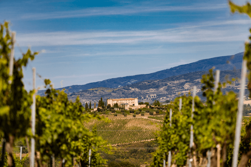 ブドウ畑から城を望む ブドウ畑から城を望む