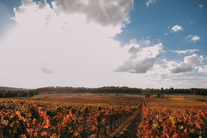 バラゲスのブドウ畑を望む バラゲスのブドウ畑を望む