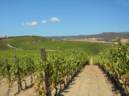 カンティーナ・ディ・サンターディ ブドウ畑