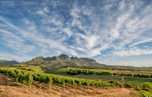 南アフリカ共和国のヴィンヤード