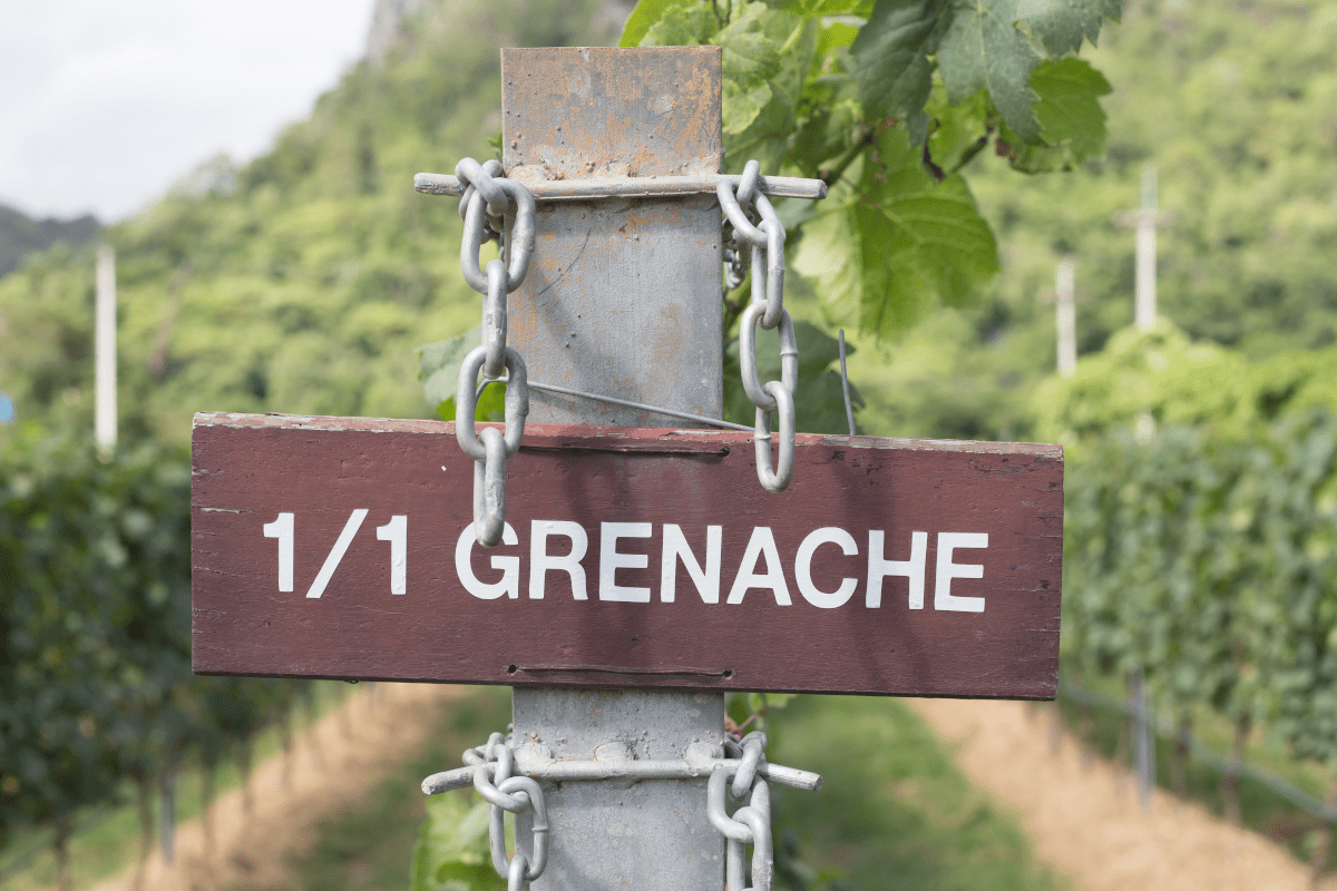 Grenache Blanc Rebzeile