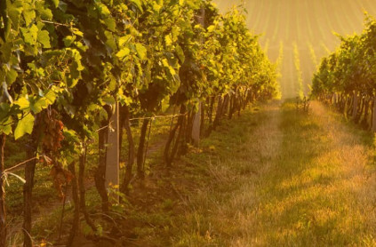 ローモンドは、さまざまなブドウ品種から複雑で力強いワインを生産しています。