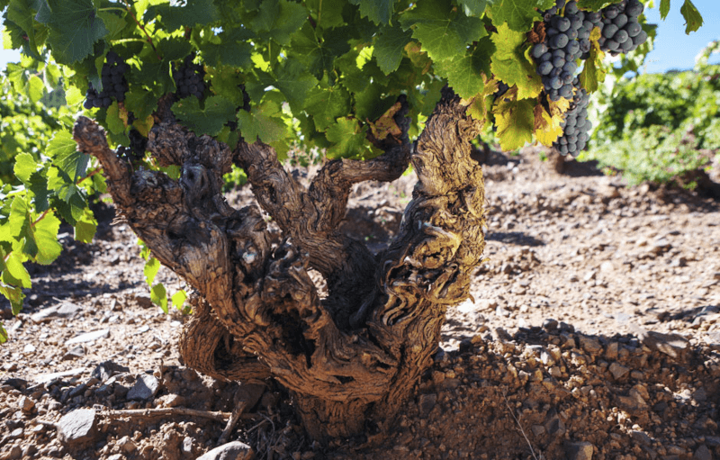 アルト・モンカヨ・ガルナッチャ