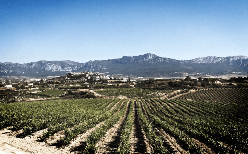 マルケス・デ・ティロン ミラロブエノ ヴィンヤード