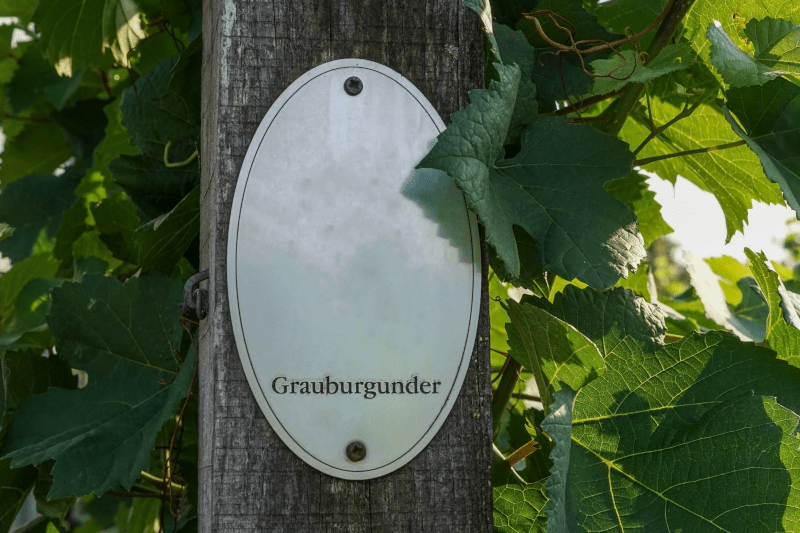 グレーブルグンダーのブドウの木 グレーブルグンダーのブドウの木