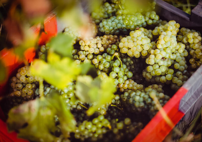 白ぶどうの箱入り 白ぶどうの箱入り