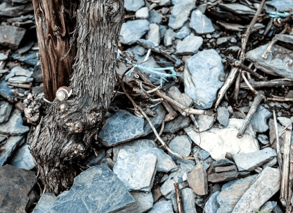 モーゼルのスレート土壌