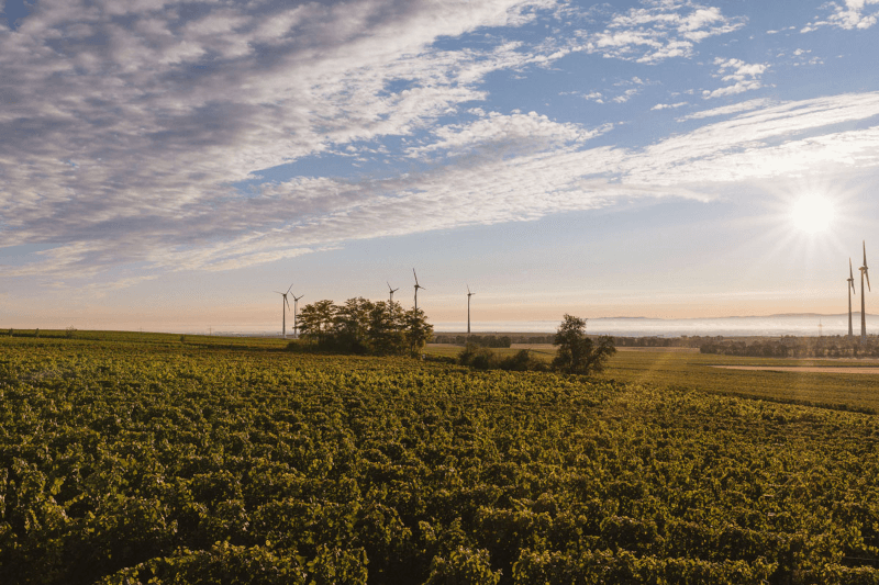 リザ・ブンのワイナリーのテロワール