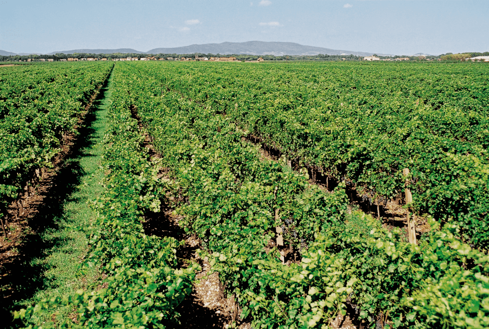 タッテンドルフのぶどう園