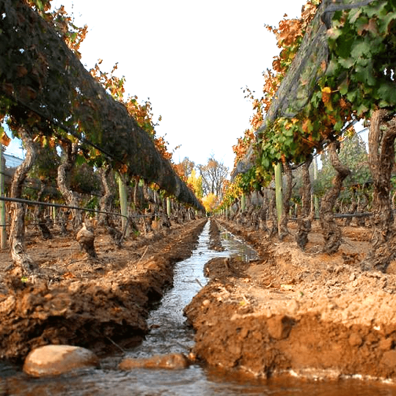 ベラスコ・デ・バケダノのワイン畑